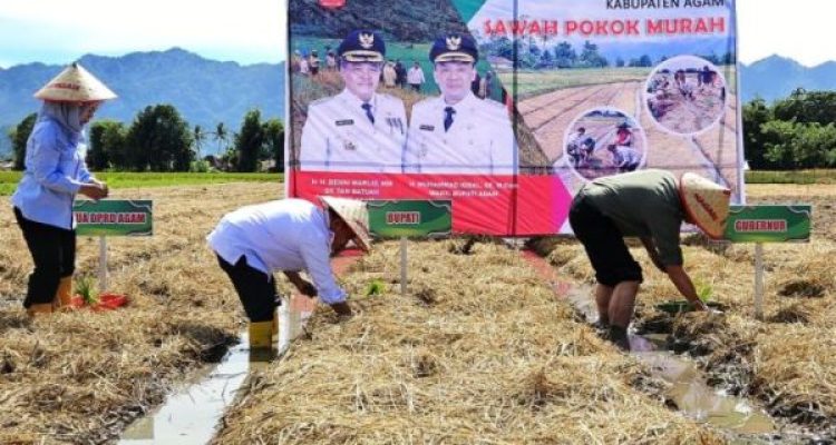 Ketua Dewan Perwakilan Rakyat Daerah Kabupaten Agam, Bupati Kabupaten Agam, dan Gubernur Provinsi Sumatera Barat, saat acara pencanangan Program Sawah Pokok Murah di Jorong Gantiang, Nagari Koto Tangah, Kecamatan Tilatang Kamang, pada hari Jum'at, tanggal 25 April 2025. (urangminang.id/agamkab.go.id)