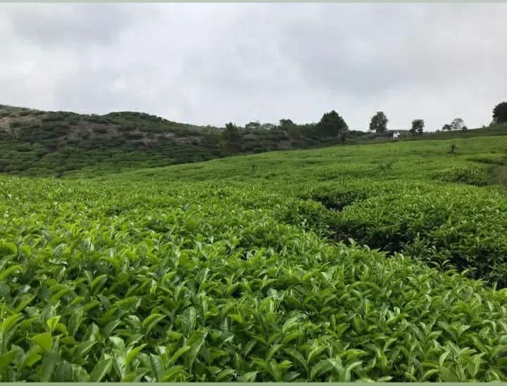Kebun Teh yang dikelola oleh PT Perkebunan Nusantara VI di Solok, Provinsi Sumatera Barat. (foto : Wikipedia.org)