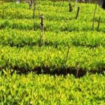 Bibit Mangrove yang diproduksi oleh Kelompok Masyarakat Pengawas (Pokmaswas) Laskar Pemuda Peduli Lingkungan (LPPL) Amping Parak, Kecamatan Sutera, Kabupaten Pesisir Selatan. (foto : pesisirselatankab.go.id)