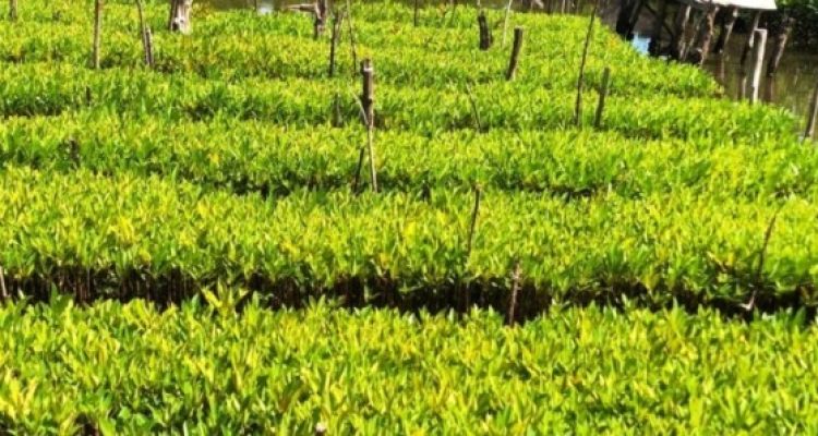 Bibit Mangrove yang diproduksi oleh Kelompok Masyarakat Pengawas (Pokmaswas) Laskar Pemuda Peduli Lingkungan (LPPL) Amping Parak, Kecamatan Sutera, Kabupaten Pesisir Selatan. (foto : pesisirselatankab.go.id)