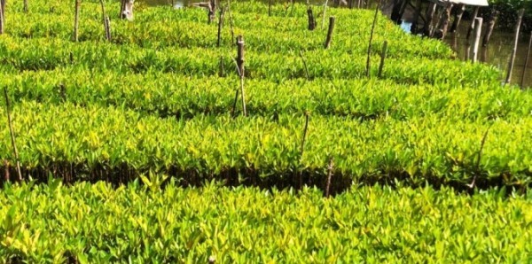 Bibit Mangrove yang diproduksi oleh Kelompok Masyarakat Pengawas (Pokmaswas) Laskar Pemuda Peduli Lingkungan (LPPL) Amping Parak, Kecamatan Sutera, Kabupaten Pesisir Selatan. (foto : pesisirselatankab.go.id)